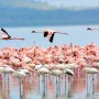 flamingos_1_2